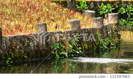 小木公園的翠鳥 112397063
