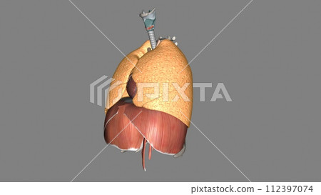 The function of the lung is to get oxygen from the air to the blood, performed by the alveoli 112397074