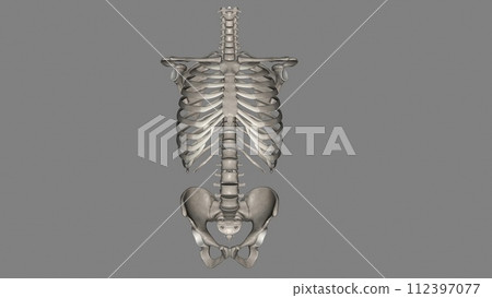 Bones of the trunk: The 51 trunk bones consist of 26 vertebrae, 24 ribs, and the sternum Bones of the trunk: The 51 trunk bones consist of 26 vertebrae, 24 ribs, and the sternum 112397077
