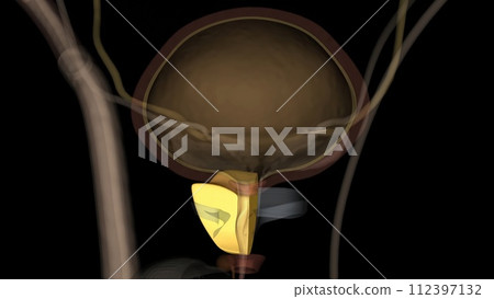 The prostate is both an accessory gland of the male reproductive system and a muscle-driven mechanical switch between urination and ejaculation 112397132