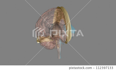 The falx cerebri and tentorium cerebelli are thin dural structures found between parts of the brain 112397133