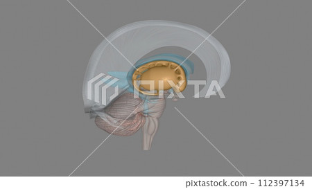 The forebrain structures include the caudate nucleus, the putamen, the nucleus accumbens and the globus pallidus 112397134