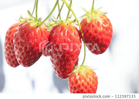 Crimson strawberries 112397135