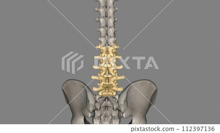 The lumbar vertebrae are, in human anatomy, the five vertebrae between the rib cage and the pelvis The lumbar vertebrae are, in human anatomy, the five vertebrae between the rib cage and the pelvis 112397136