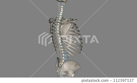 The ligamenta flava are a series of ligaments that connect the ventral parts of the laminae of adjacent vertebrae 112397137