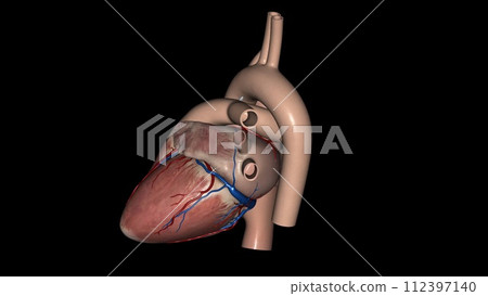 Heart Anatomy (External) ; Anterior or Sternocostal Surface: Mainly the right ventricle Heart Anatomy (External) ; Anterior or Sternocostal Surface: Mainly the right ventricle 112397140