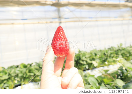 深紅色的草莓 深紅色的草莓 112397141