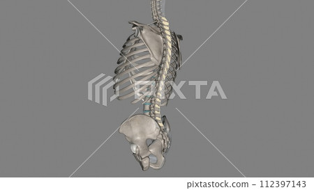 The role of the interspinous ligament is to limit flexion (bending forwards) through restricting separation 112397143
