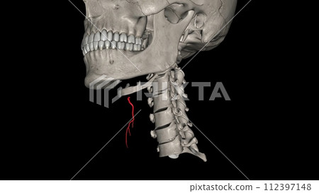 The superior thyroid artery is the first branch of the external carotid artery that supplies the thyroid gland 112397148