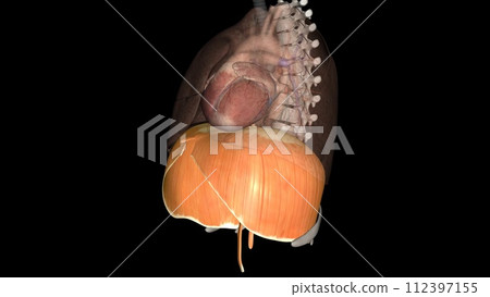 The diaphragm is a muscle that helps you inhale and exhale The diaphragm is a muscle that helps you inhale and exhale 112397155