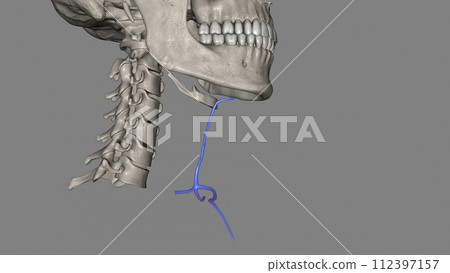 The anterior jugular vein is a paired blood vessel that drains the anterior aspect of the neck 112397157