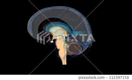 The brainstem is the structure that connects the cerebrum of the brain to the spinal cord and cerebellum The brainstem is the structure that connects the cerebrum of the brain to the spinal cord and cerebellum 112397158