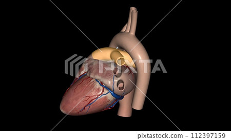 pulmonary arteries carry blood from your heart to your lungs pulmonary arteries carry blood from your heart to your lungs 112397159