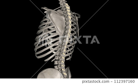 The role of the interspinous ligament is to limit flexion (bending forwards) through restricting separation 112397160