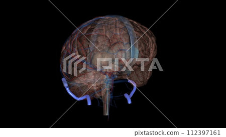 The sigmoid sinus is a paired intracranial venous channel The sigmoid sinus is a paired intracranial venous channel 112397161
