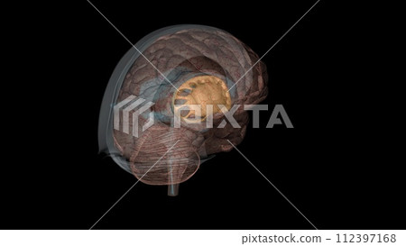 The forebrain structures include the caudate nucleus, the putamen, the nucleus accumbens and the globus pallidus The forebrain structures include the caudate nucleus, the putamen, the nucleus accumbens and the globus pallidus 112397168