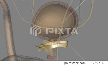 Puboprostatic ligaments hold and stabilize the prostate against the pubic bone Puboprostatic ligaments hold and stabilize the prostate against the pubic bone 112397169