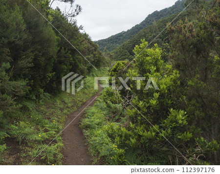 Footpath in green hills and tropical vegetation at end of Vereda do Larano coastal hiking trail to Machico. Madeira island, Portugal, Europe. 112397176