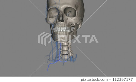 The anterior jugular vein is a paired blood vessel that drains the anterior aspect of the neck The anterior jugular vein is a paired blood vessel that drains the anterior aspect of the neck 112397177
