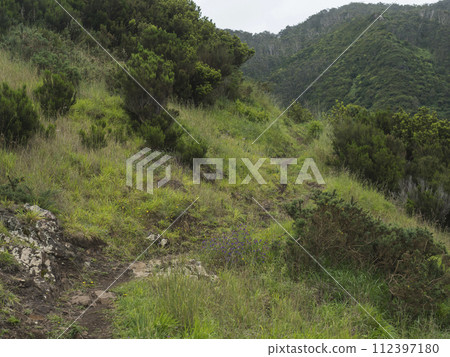 Footpath in green meadows and hills at end of Vereda do Larano coastal hiking trail. Madeira island, Portugal, Europe. 112397180