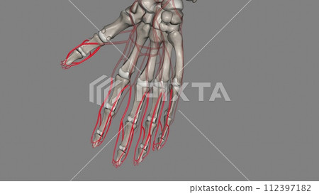 Proper palmar digital arteries Proper palmar digital arteries 112397182