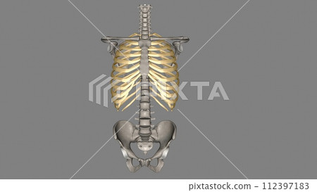 Human ribs are flat bones that form part of the rib cage to help protect internal organs. Humans usually have 24 ribs, in 12 pairs Human ribs are flat bones that form part of the rib cage to help protect internal organs. Humans usually have 24 ribs, in 12 pairs 112397183