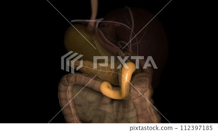 The duodenum is the initial C-shaped segment of the small intestine and is a continuation of the pylorus The duodenum is the initial C-shaped segment of the small intestine and is a continuation of the pylorus 112397185