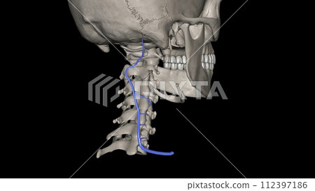 The deep cervical vein accompanies its artery between the Semispinales capitis and colli. The deep cervical vein accompanies its artery between the Semispinales capitis and colli. 112397186