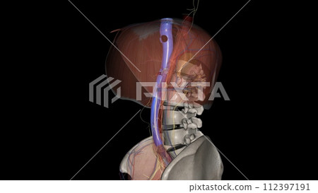 The inferior vena cava (IVC) is a large retroperitoneal vessel formed by the confluence of the right and left common iliac veins The inferior vena cava (IVC) is a large retroperitoneal vessel formed by the confluence of the right and left common iliac veins 112397191