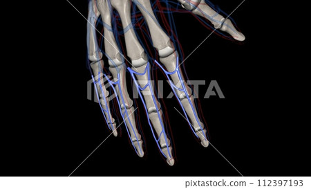The common digital arteries are small vessels that come from the palmar arches and supply blood to the fingers The common digital arteries are small vessels that come from the palmar arches and supply blood to the fingers 112397193