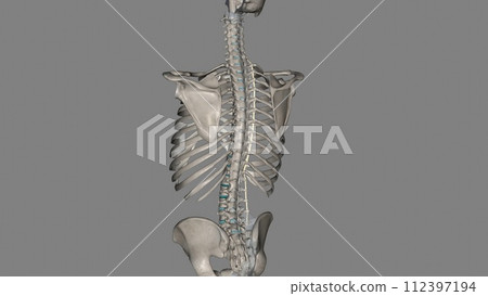 The intertransverse ligaments comprise sheets of connective tissue that extend from one transverse process to the next The intertransverse ligaments comprise sheets of connective tissue that extend from one transverse process to the next 112397194