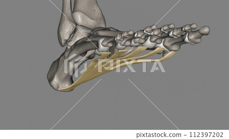 The Plantar aponeurosis is the modification of Deep fascia, which covers the sole The Plantar aponeurosis is the modification of Deep fascia, which covers the sole 112397202