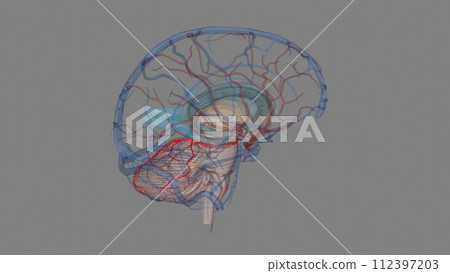 The superior cerebellar artery (SCA) is an artery of the head 112397203
