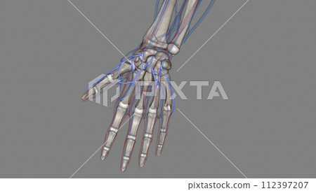 The superficial palmar venous arch consists of a pair of venae comitantes accompanying the superficial palmar arch The superficial palmar venous arch consists of a pair of venae comitantes accompanying the superficial palmar arch 112397207