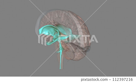 The ventricles are structures that produce cerebrospinal fluid, and transport it around the cranial cavity 112397216