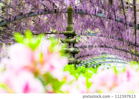 Azalea flowers and wisteria arch scenery that shines in the light of the spring day. ``Wisteria flower spot'' Yamada Wisteria (Tamana City: Yamada Hiyoshi Shrine) Azalea flowers and wisteria arch scenery that shines in the light of the spring day. ``Wisteria flower spot'' Yamada Wisteria (Tamana City: Yamada Hiyoshi Shrine) 112397613
