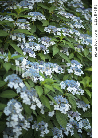 Blue hydrangea flowers 112397699
