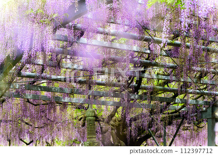 “Yamada Wisteria (Tamana City: Yamada Hiyoshi Shrine)” is a wisteria flower arch landscape that shines in the bright spring weather. “Yamada Wisteria (Tamana City: Yamada Hiyoshi Shrine)” is a wisteria flower arch landscape that shines in the bright spring weather. 112397712