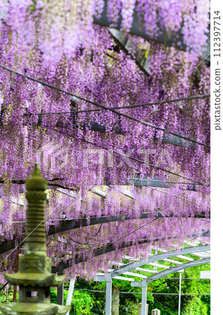 “Yamada Wisteria (Tamana City: Yamada Hiyoshi Shrine)” is a wisteria flower arch landscape that shines in the bright spring weather. “Yamada Wisteria (Tamana City: Yamada Hiyoshi Shrine)” is a wisteria flower arch landscape that shines in the bright spring weather. 112397714