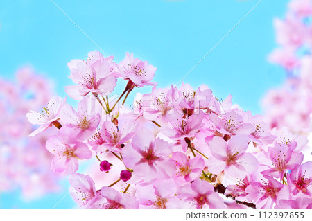 Kawazu cherry blossoms against the blue sky, Kawazu cherry blossoms in full bloom, early blooming cherry blossoms Image material Spring image Background material 112397855