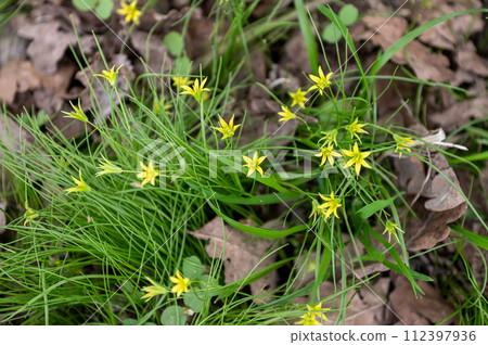 Yellow Gagea flowers blooming among green grass and fallen leaves. 112397936