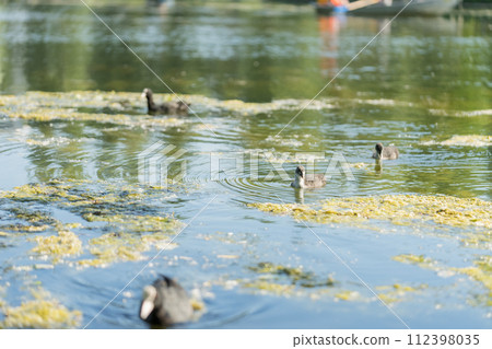 Closeup of Coot family swimming in pond water Closeup of Coot family swimming in pond water 112398035