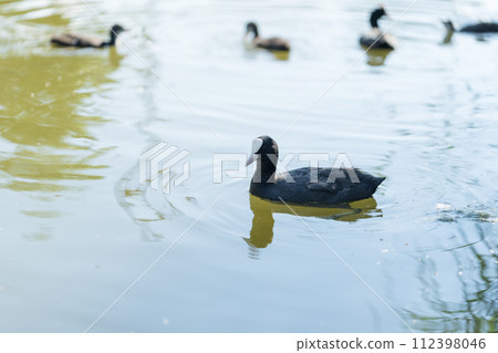 Closeup of Coot family swimming in pond water Closeup of Coot family swimming in pond water 112398046