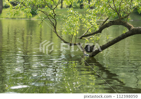 Eurasian coot bird on a tree branch in pond Eurasian coot bird on a tree branch in pond 112398050