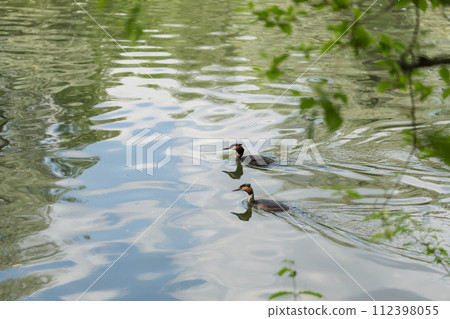 Great chested grebe family in pond in summer 112398055