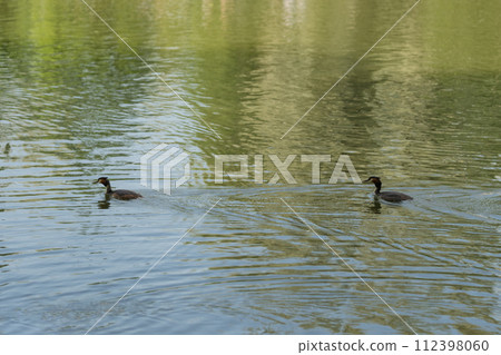 Great chested grebe family in pond in summer 112398060