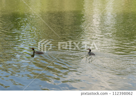 Great chested grebe family in pond in summer 112398062