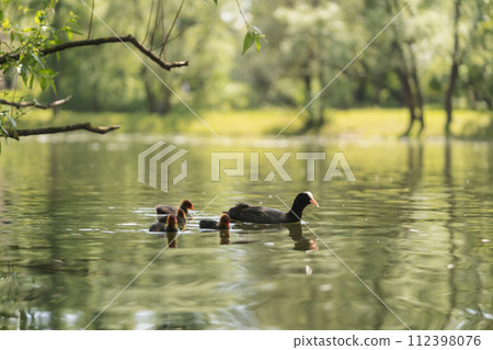 Closeup of Coot family swimming in pond water Closeup of Coot family swimming in pond water 112398076