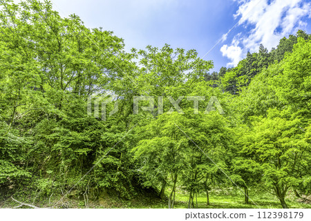 Miyagase Lakeside Park in spring - Image of fresh greenery Miyagase Lakeside Park in spring - Image of fresh greenery 112398179