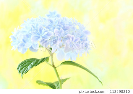 Light blue hydrangea, kaleidoscope, flower with beautiful blue gradation, bright yellow background Light blue hydrangea, kaleidoscope, flower with beautiful blue gradation, bright yellow background 112398210